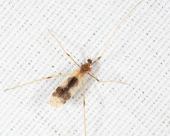 Erioptera venusta