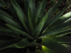 Tillandsia clavigera