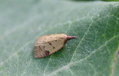 Sparganothis umbrana