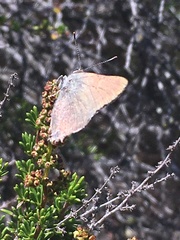 Satyrium auretorum