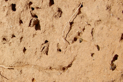 Anthophora occidentalis