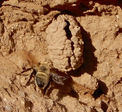 Anthophora occidentalis