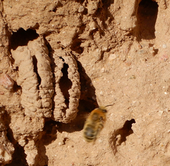 Anthophora occidentalis