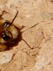 Anthophora occidentalis