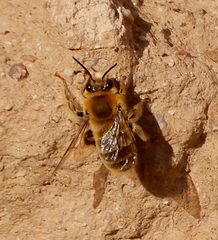 Anthophora occidentalis