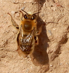 Anthophora occidentalis