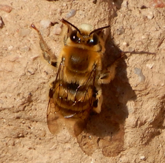 Anthophora occidentalis