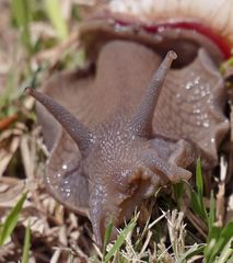 Megalobulimus lorentzianus