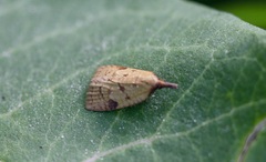 Sparganothis umbrana