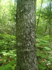 Ostrya virginiana image