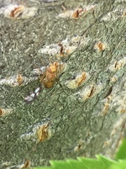 Euphranta canadensis