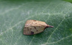 Sparganothis umbrana