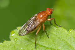 Dryomyzidae