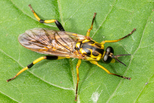 Xylomya