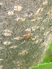 Euphranta canadensis