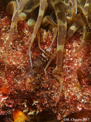 Periclimenes sagittifer