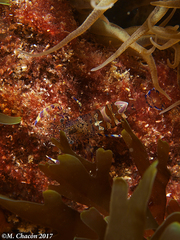 Periclimenes sagittifer