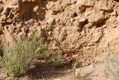 Anthophora occidentalis