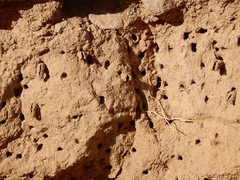 Anthophora occidentalis