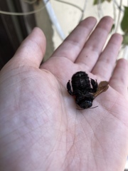 Xylocopa sonorina