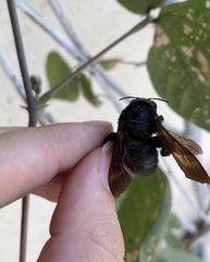 Xylocopa sonorina