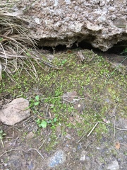 Fissidens bushii
