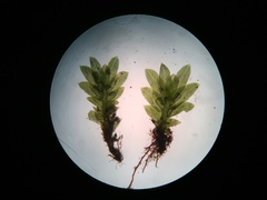Fissidens bushii