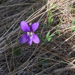 Viola nephrophylla