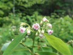 Apocynum androsaemifolium image