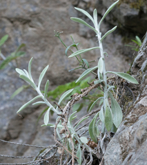 Pseudognaphalium microcephalum