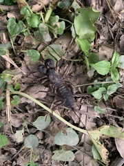 Mastigoproctus colombianus