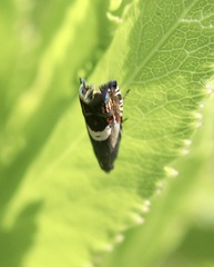 Grapholita fana