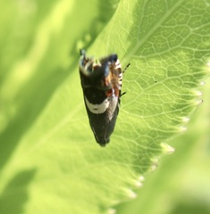Grapholita fana