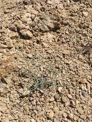 Eriogonum rotundifolium