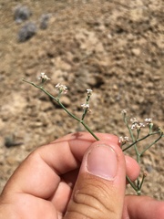 Eriogonum rotundifolium