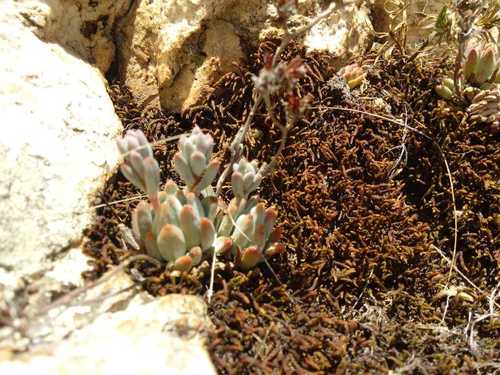 Graptopetalum saxifragoides Kimnach 2
