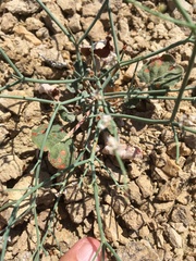 Eriogonum rotundifolium