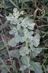 Chenopodium watsonii