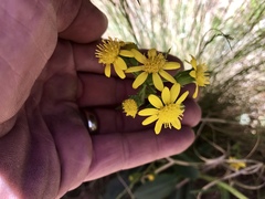 Senecio wootonii