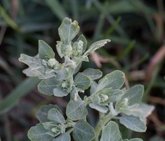 Chenopodium watsonii