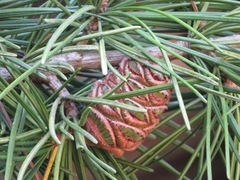 Sciadopitys verticillata