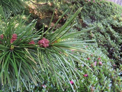 Sciadopitys verticillata