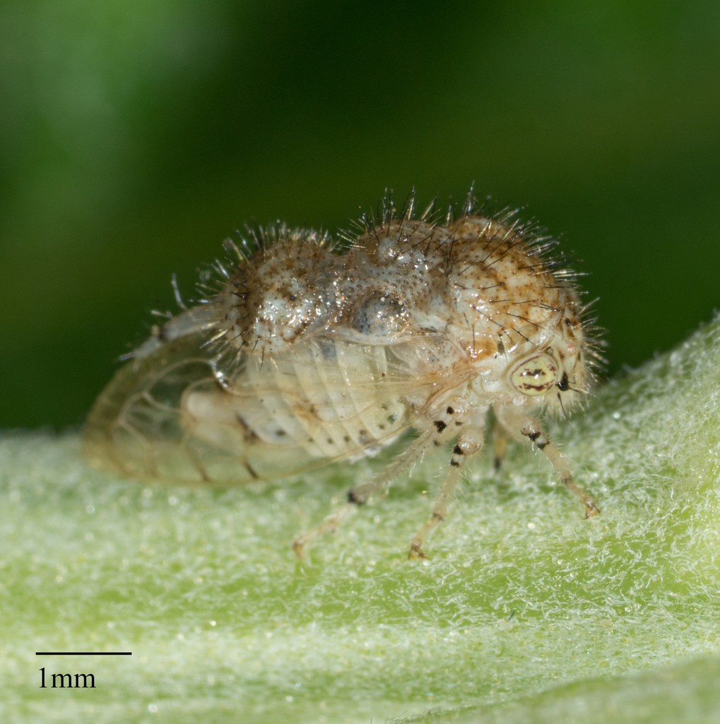 Parantonae hispida