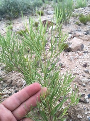 Amsonia fugatei