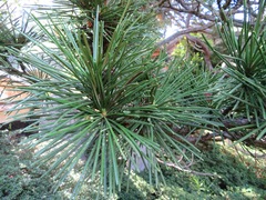 Sciadopitys verticillata