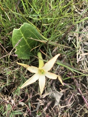 Jaborosa integrifolia