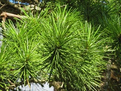 Sciadopitys verticillata