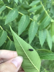 Lucidota atra