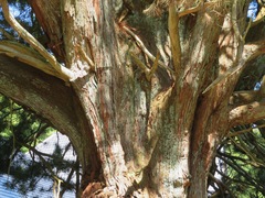 Sciadopitys verticillata