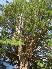 Sciadopitys verticillata